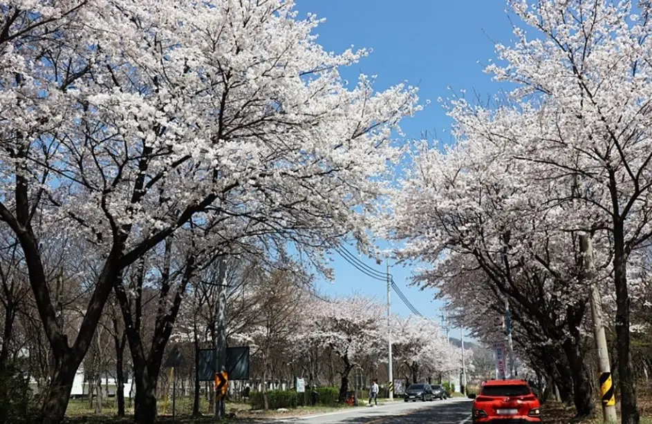 경기도 벚꽃 명소 8곳(가평 삼회리) 이미지(출처 가평군)