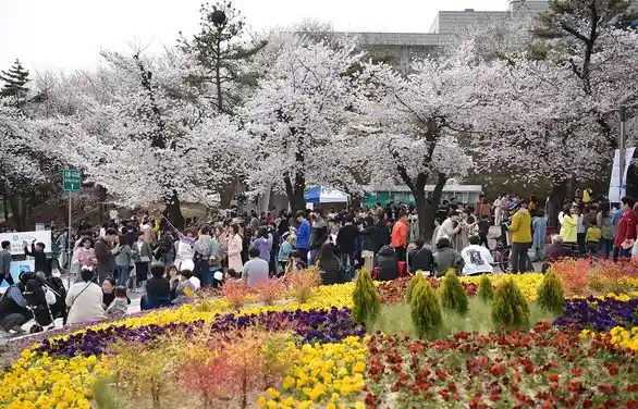 경기도 벚꽃 명소 8곳(경기도청 구청사) 이미지(출처 경기도청)