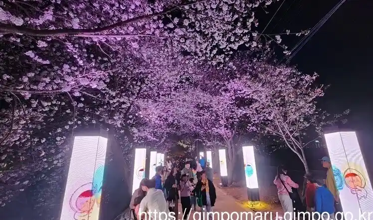 경기도 벚꽃 명소 8곳(김포 계양천) 이미지(출처 김포마루)