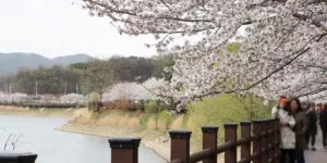 경기도 벚꽃 명소 8곳(수원 광교마루길) 이미지(출처 경기관광공사)