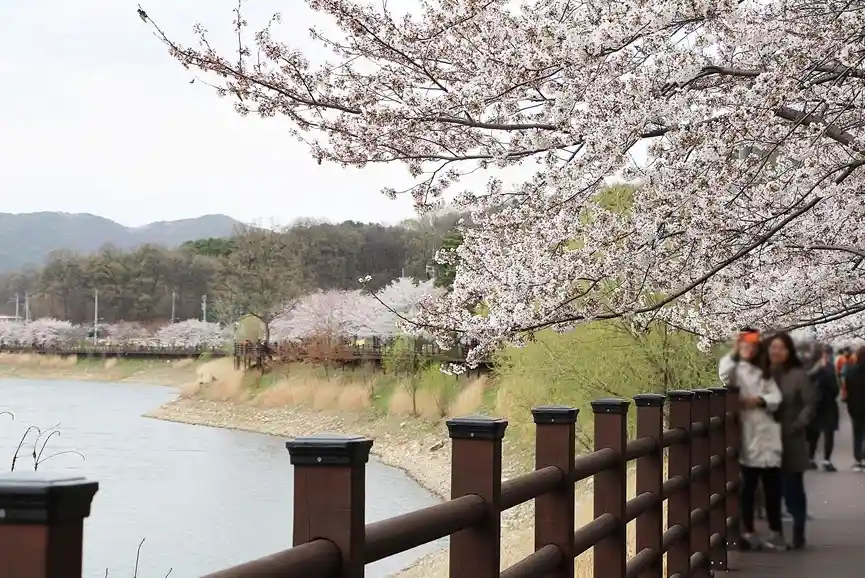 경기도 벚꽃 명소 8곳(수원 광교마루길) 이미지(출처 경기관광공사)