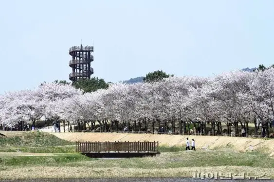 경기도 벚꽃 명소 8곳(시흥 갯골생태공원) 이미지(출처 파이낸셜뉴스)
