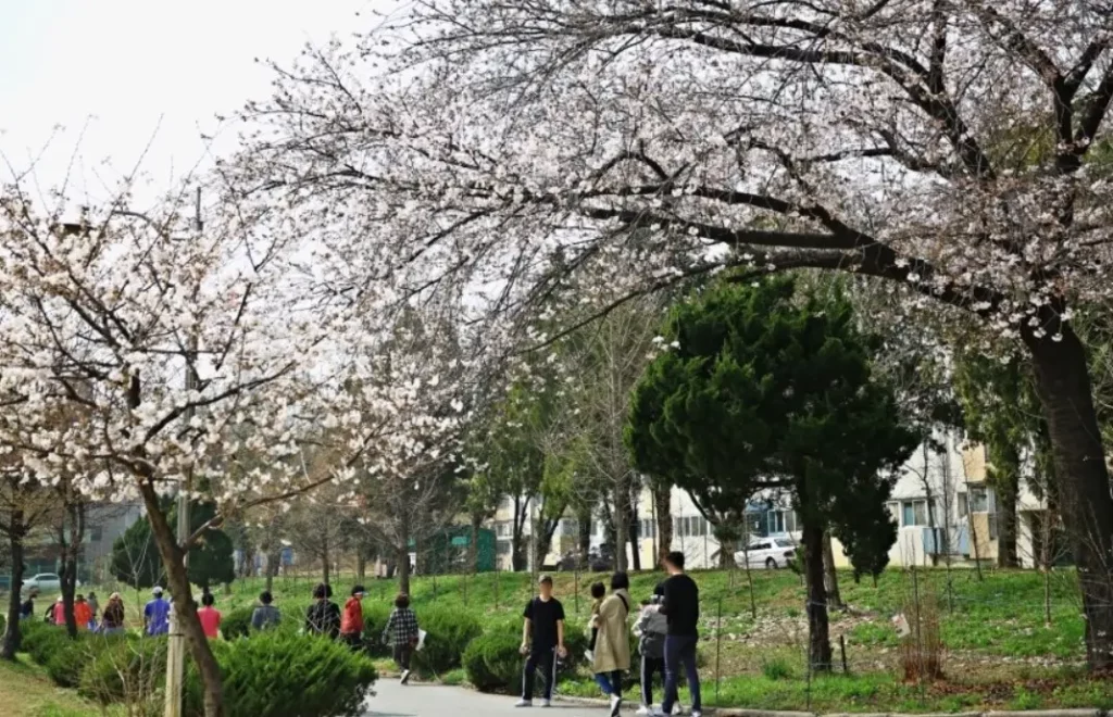 경기도 벚꽃 명소 8곳(안양 교도소 앞 사거리) 이미지(출처 안양시)