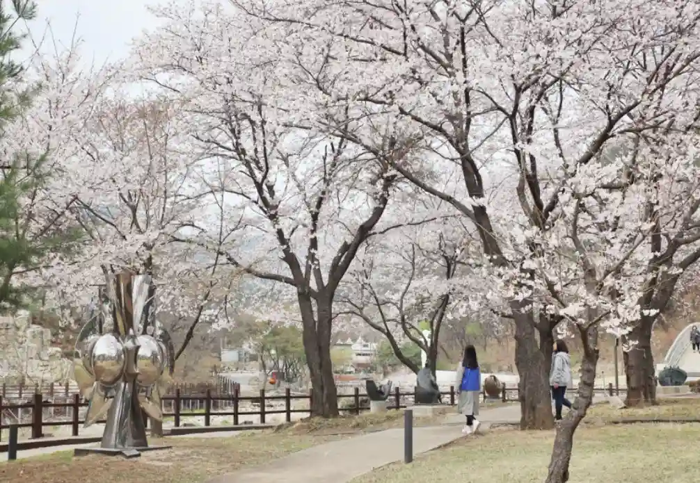경기도 벚꽃 명소 8곳(양주 시립 장욱진미술관) 이미지(출처 양주시)