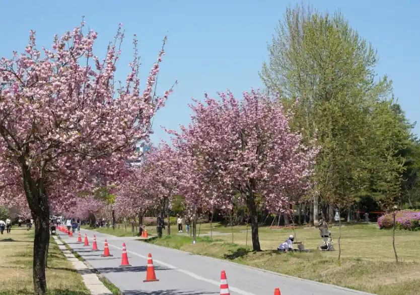 경기도 벚꽃 명소 8곳(하남 경정공원) 이미지(출처 하남시청)