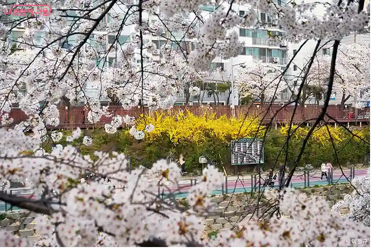 서울 봄 꽃길 175선 산책형 꽃길 우이천변 벚꽃 개나리