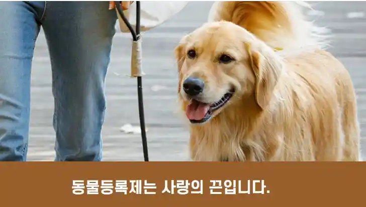 반려견 등록 안하면 과태료 동물등록 비용·조회 방법·변경신고 총정리