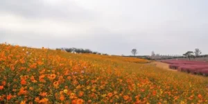 경기도 가을 당일치기 여행지, 단풍·억새·핑크뮬리까지 한눈에 보는 가을 코스